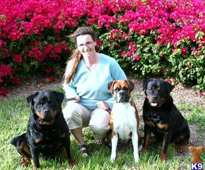 Stud Dogs - Rottweiler